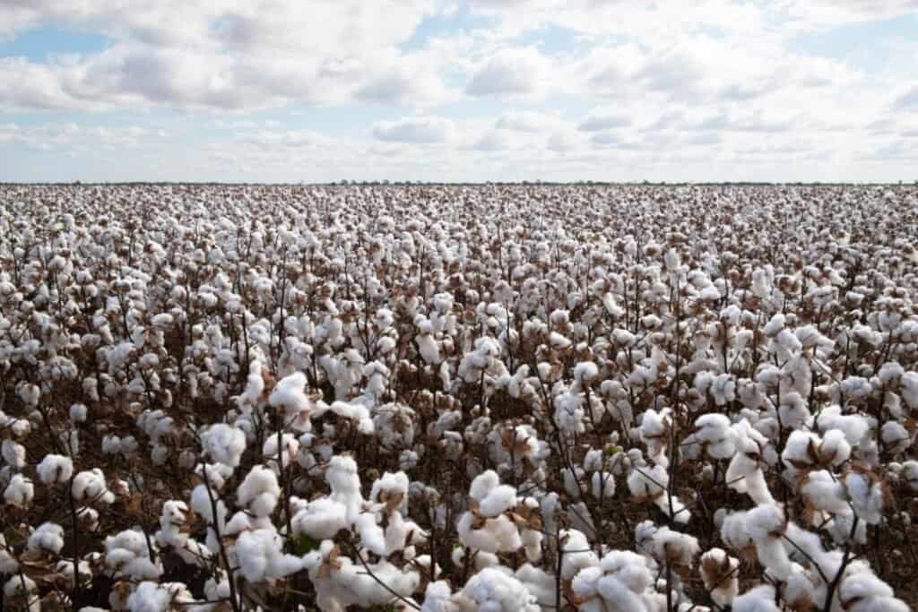 Cotton field landscape for sustainable farming in nature.