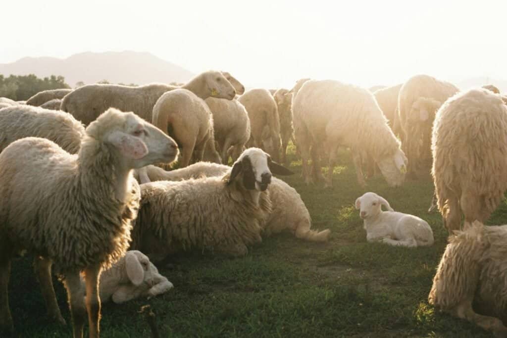 Flock of sheep and lambs resting together on grassy field at sunset, rural farm animals, outdoor livestock scene, sustainable farming, holistic homestead, eco-friendly agriculture, pastoral landscape, nature and animal wellbeing.