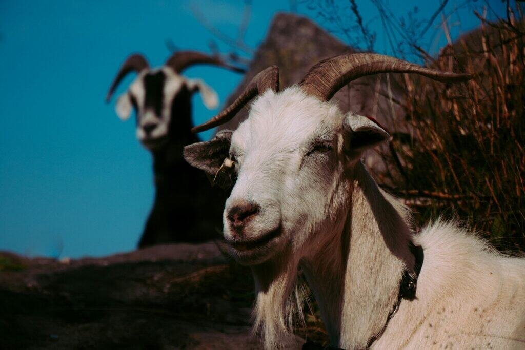 Peaceful white and black goats with curved horns standing outdoors against a blue sky, showcasing a rustic farm or farmstead vibe.