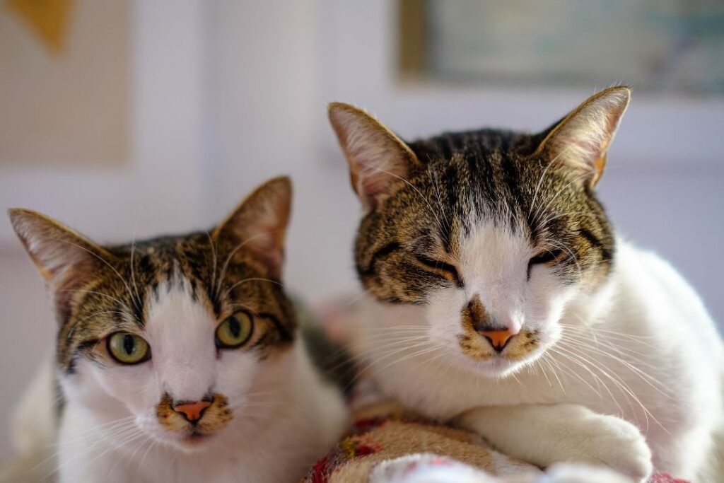 Best Stainless Steel Litter Box in 2026