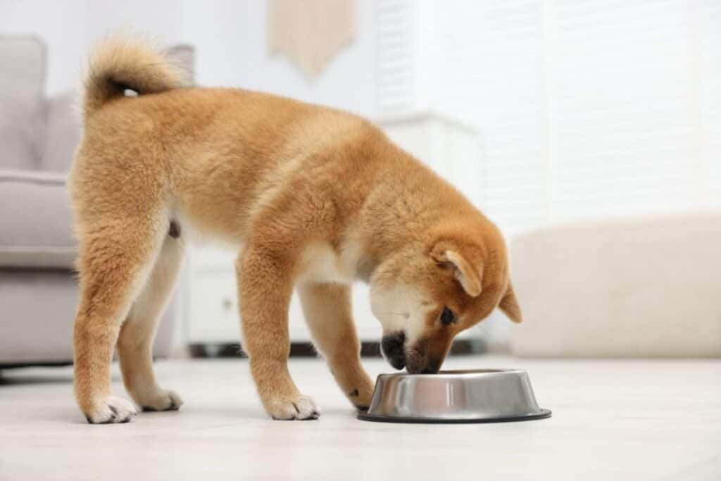 Stainless Steel Dog Bowl